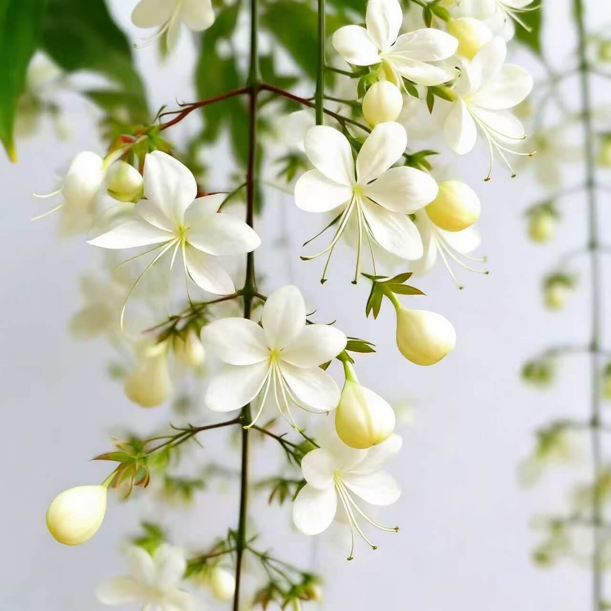 Winter-Friendly Hanging Jasmine—Dreamy Indoor Flower
