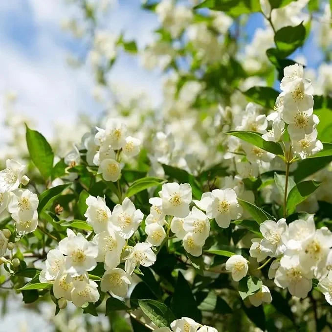 Beautiful Jasmine Plant(Can be planted in winter)