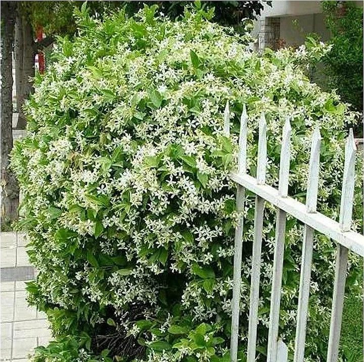 Beautiful Jasmine Plant(Can be planted in winter)