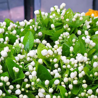 Sweet Jasmine Seeds – Grow Your Own Fragrant Flower Garden