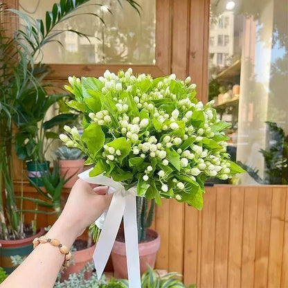 Beautiful Jasmine Plant(Can be planted in winter)