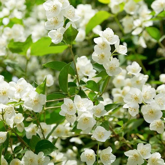 🔥LAST DAY Promotion 49% OFF 🌸Beautiful Jasmine Plant(Can be planted in winter)