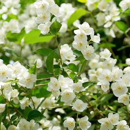 🔥LAST DAY Promotion 49% OFF 🌸Beautiful Jasmine Plant(Can be planted in winter)